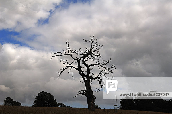 Toter Baum mit Regenwolken im Saltram Park  Plympton  Plymouth  Devon  England  Großbritannien  Europa