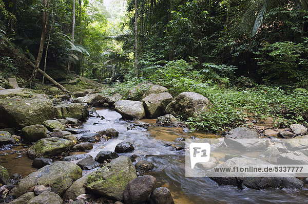 Fluss im Dschungel im Khao Phanom Bencha Nationalpark  Krabi  Thailand  Asien