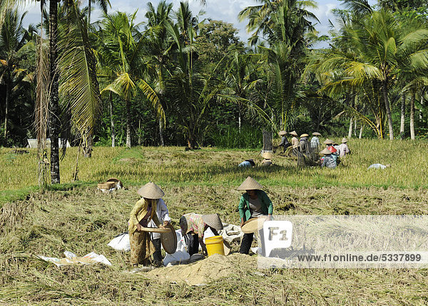 Arbeiterinnen auf einem Reisfeld  Tegalalang  Bali  Indonesien  Südostasien