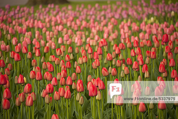 Feld mit roten Tulpen (Tulipa) im Keukenhof  Niederlande  Europa