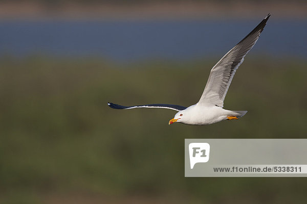 Great Black-backed Gull (Larus marinus) in flight  Texel  The Netherlands  Europe