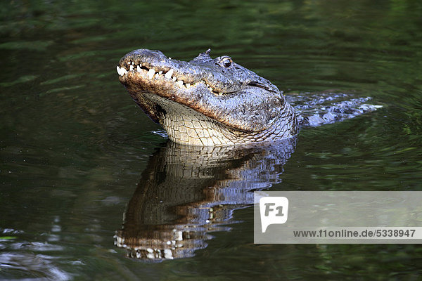 Mississippi-Alligator  auch Hechtalligator (Alligator mississippiensis)  männlich  Balz  im Wasser  Portrait  Florida  USA