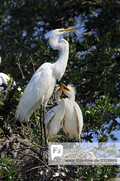 Silberreiher (Egretta alba)  Florida  USA  Jungvögel im Nest betteln Altvogel um Nahrung an