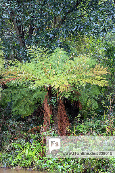 Baumfarn (Cyathea dregei)  Botanischer Garten  Kirstenbosch  Kapstadt  Südafrika  Afrika
