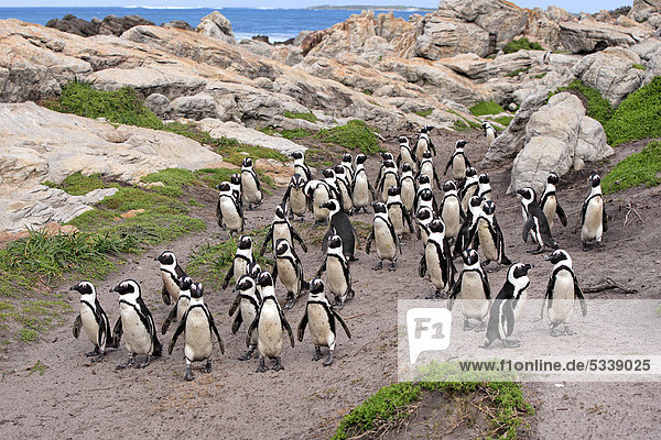 Brillenpinguine (Spheniscus demersus)  Gruppe  Strand  Betty's Bay  Südafrika  Afrika