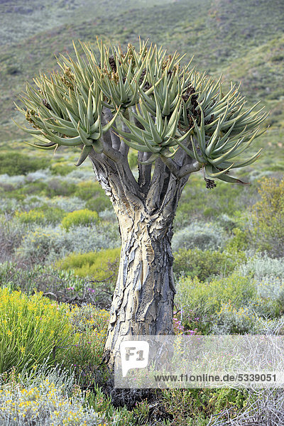 Köcherbaum  Kokerboom (Aloe dichotoma)  Botanischer Garten Karoo Desert  Worcester  Western Cape  Südafrika  Afrika
