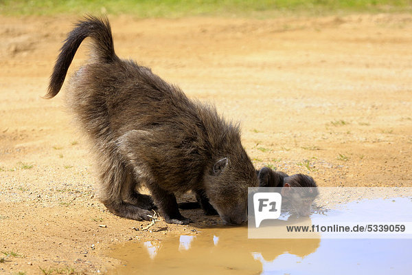 Bärenpavian oder Tschakma (Papio ursinus)  Mutter und Jungtier  trinkend  Kap-Halbinsel  Südafrika  Afrika