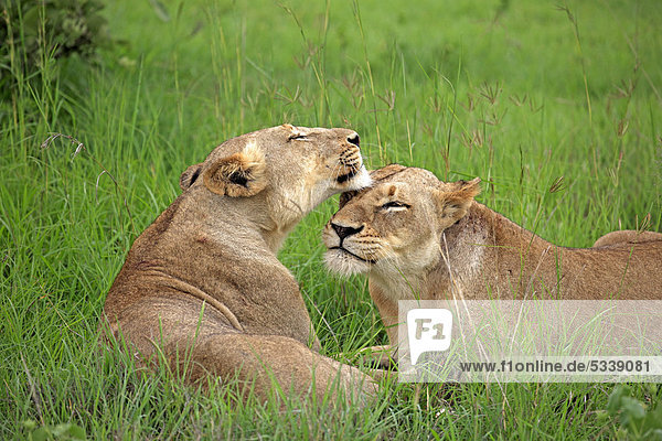 Zwei Löwinnen (Panthera leo)  Sozialverhalten  Sabi Sabi Game Reserve  Krüger Nationalpark  Südafrika  Afrika