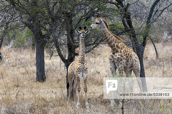 Giraffen (Giraffa camelopardalis)  Kapama Game Reserve  Südafrika  Afrika