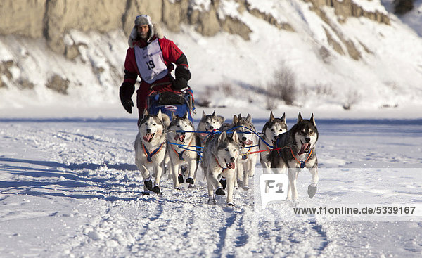 Laufende Schlittenhunde  Mushing  Siberian Huskies am Start des Yukon Quest 1000-mile International Sled Dog Race 2011 Schlittenhunderennens  gefrorener Takhini River Fluss  Yukon Territory  Kanada