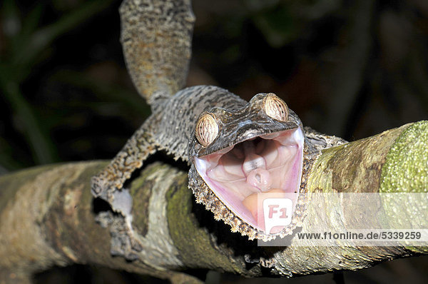 Blattschwanzgecko- oder Plattschwanzgecko-Art (Uroplatus fimbriatus) in den Regenwäldern im Osten von Madagaskar  Afrika  Indischer Ozean