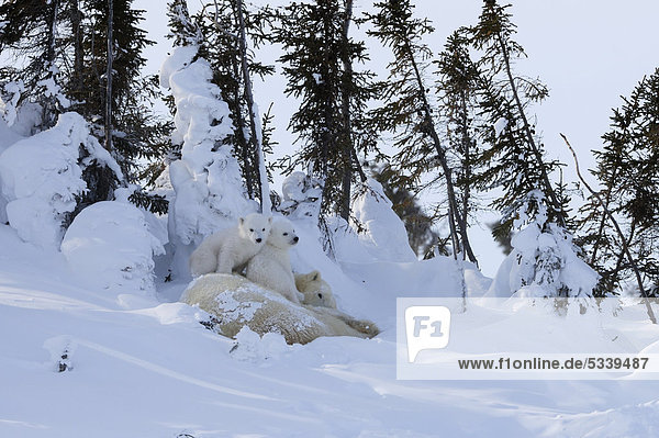 Polar bear sow (Ursus maritimus) with two cubs lying behind a row of trees sheltered from the icy wind  Wapusk National Park  Manitoba  Canada