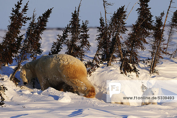 Polar bear sow (Ursus maritimus) with cubs enjoying the evening sun  lying behind a row of trees sheltered from the wind  Wapusk National Park  Manitoba  Canada