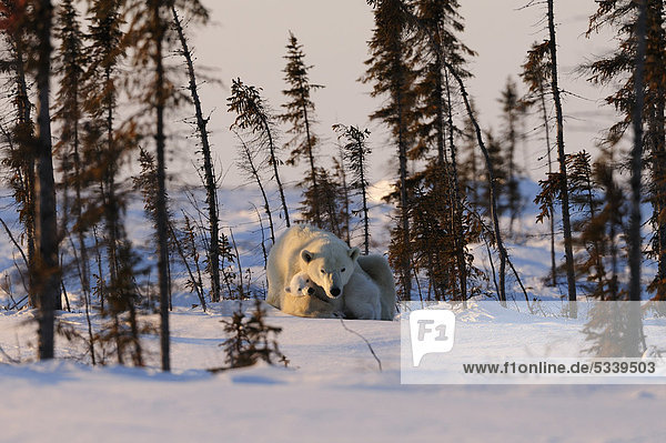 Eisbärin (Ursus maritimus) mit Jungen sucht zwischen den Bäumen Schutz vor dem kalten Wind in der Arktis  Wapusk-Nationalpark  Manitoba  Kanada