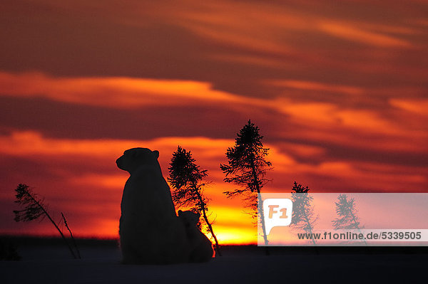 Polar bear sow (Ursus maritimus) with a cub sitting in the sunset  Wapusk National Park  Hudson Bay  Manitoba  Canada