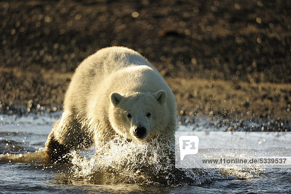 Junger Eisbär (Ursus maritimus) geht am Strand entlang  Kaktovik  North Slope  Beaufortsee  Alaska  Amerika