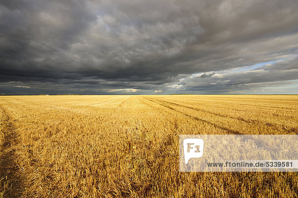Harvested wheat field in the prairie  Manitoba  Canada