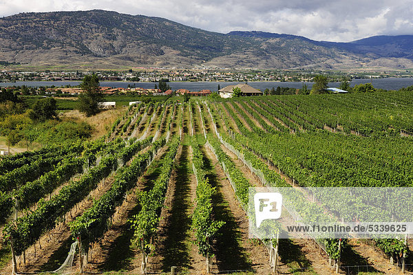 Weinanbau  Rebstöcke  Okanagan Valley  British Columbia  Kanada