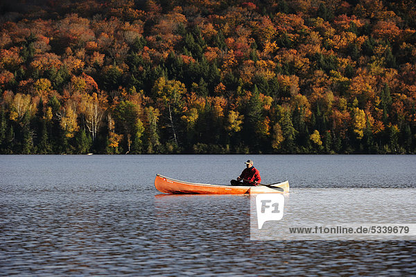 Paddeln mit Kanu auf einem See vor herbstlich gefärbten Bäume  Algonquin Provincial Park  Ontario  Kanada