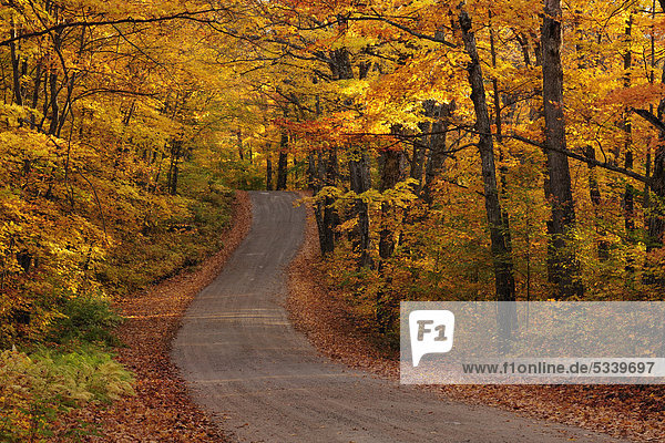 Road through the autumn forest  Ontario  Canada  North America