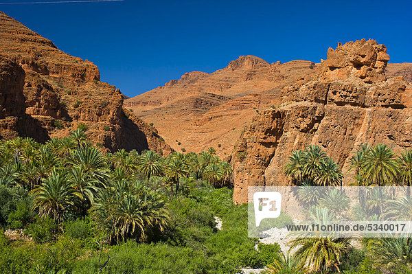 Gebirgslandschaft mit Palmen im Ait Mansour Tal  Antiatlas  Südmarokko  Marokko  Afrika