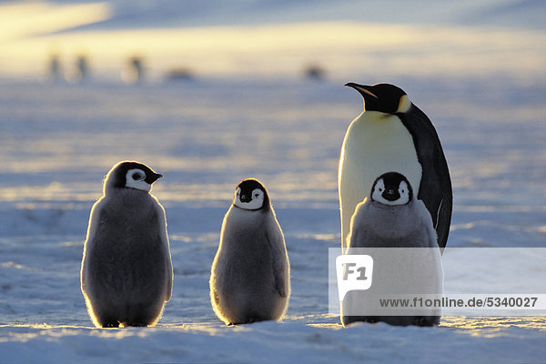 Emperor penguin (Aptenodytes forsteri) with chicks on ice shelf  Weddell Sea  Antarctica