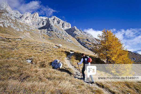 Mountaineer climbing Piz Boe mountain  Dolomites  Piazzetta fixed rope route  province of Bolzano-Bozen  Italy  Europe