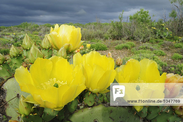 Opuntie (Opuntia engelmannii)  blühend  Laredo  Webb County  Südtexas  Texas  USA  Amerika