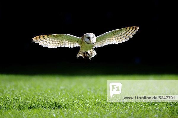 Barn Owl (Tyto alba) approaching  in flight