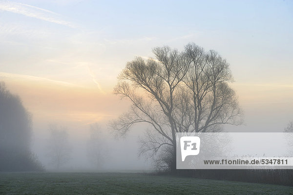 Foggy morning in marshland  Guenzburg  Bavaria  Germany  Europe