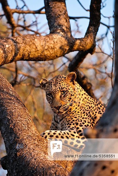 Südliches Afrika Südafrika liegend liegen liegt liegendes liegender liegende daliegen Raubkatze Leopard Panthera pardus