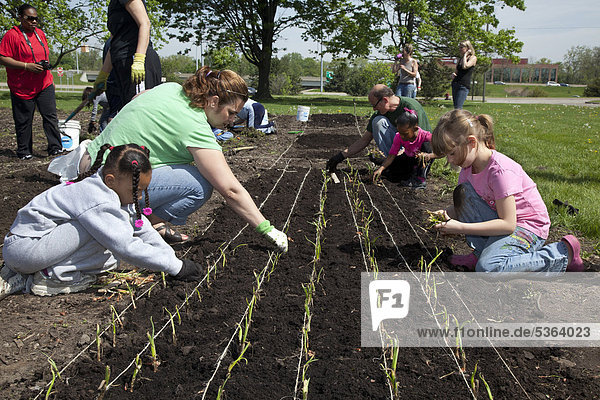 Daisy Girl Scouts from kindergarten or first grade and other volunteers help plant onions in a garden sponsored by DTE Energy that will grow produce for the Gleaners Community Food Bank  Southfield  Michigan  USA