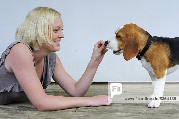 Young woman feeding her beagle treats