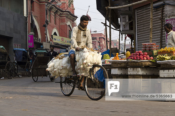 Hühner werden mit einem Fahrrad transportiert  gut verschnürt  auf einem Markt in Kalkutta  offiziell Kolkata  Westbengalen  Indien  Asien