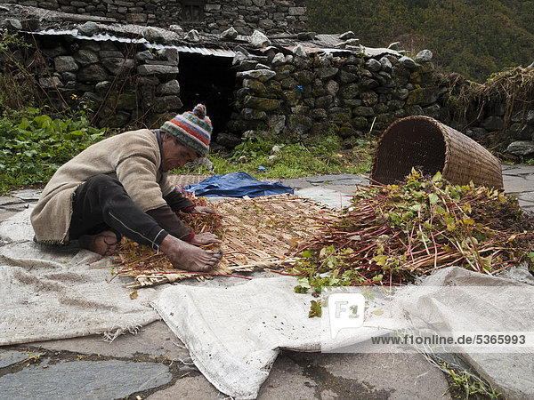 Local man of the village of Langtang cutting herbs in Langtang Himal  Himalayas  Nepal  Asia