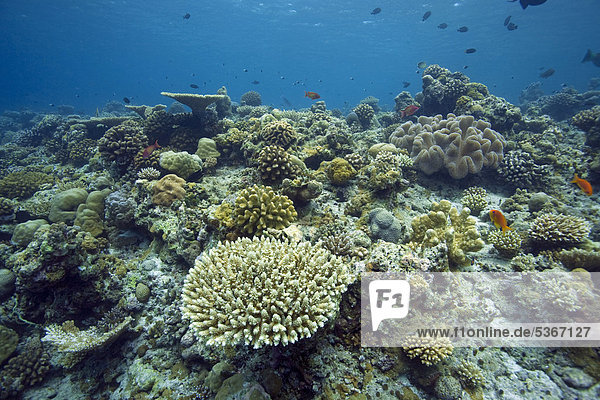 Coral reef with mostly hard coral table coral (Acropora clathrata) robust staghorn corals (Acropora robusta) Maldives Indian Ocean Asia