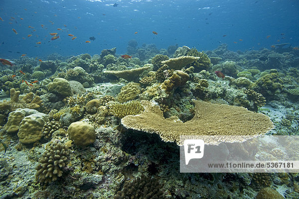Coral reef with mostly hard coral table coral (Acropora clathrata) robust staghorn corals (Acropora robusta) Maldives Indian Ocean Asia