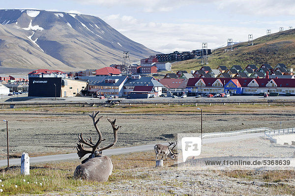 Svalbard reindeer (Rangifer tarandus platyrhynchus) with town of Longyearbyen at back  Spitsbergen  Svalbard  Norway  Scandinavia  Europe