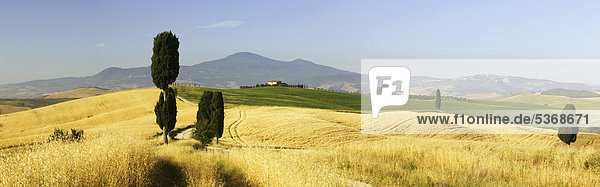 Zypressen (Cupressus) und Felder bei Terrapille  Pienza  Toskana  Italien  Europa  ÖffentlicherGrund