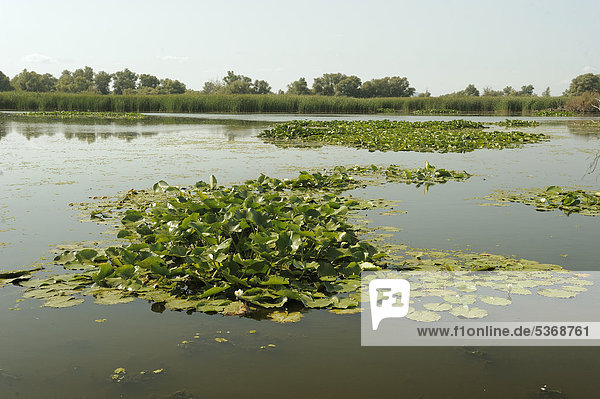 Water lilies (Nymphaea)  Danube Delta  Romania  Europe