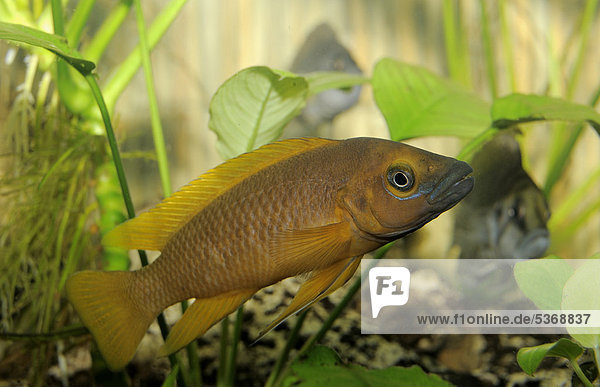 Tanganjika-Goldcichlide (Neolamprologus leleupi  Lamprologus leleupi)  Aquarium