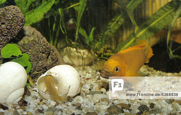 Tanganjika-Goldcichlide (Neolamprologus leleupi  Lamprologus leleupi)  und Tanganjika-Schneckenbarsch (Lamprologus ocellatus  Neolamprolagus ocellatus)  Aquarium