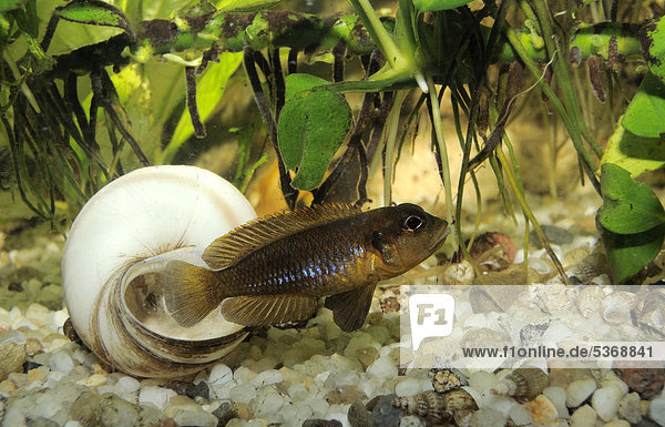 Tanganjika-Schneckenbarsch (Lamprologus ocellatus  Neolamprolagus ocellatus)  Aquarium