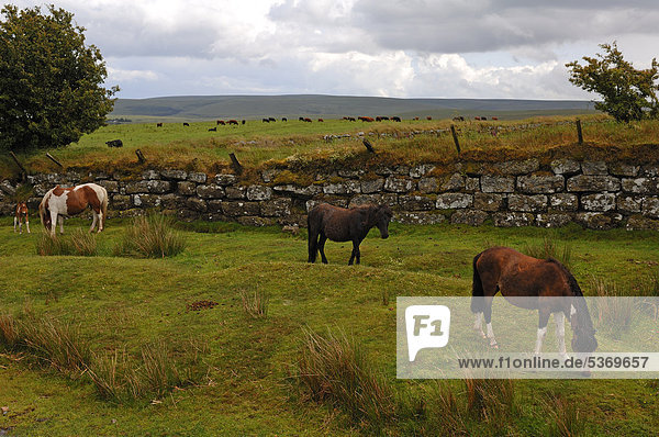 Freilaufende Dartmoorpferde in Dartmoor  hinten weidende Rinder  Devon  England  Großbritannien  Europa