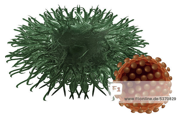 Dentrische Zelle des Immunsystems mit Virus der erkannt wird  Illustration