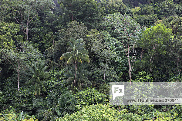 Regenwald  Sabah  Malaysia  Borneo  Südostasien  Asien