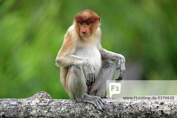 Nasenaffe (Nasalis larvatus)  männlich  auf Baum  Labuk Bay  Sabah  Borneo  Malaysia  Asien