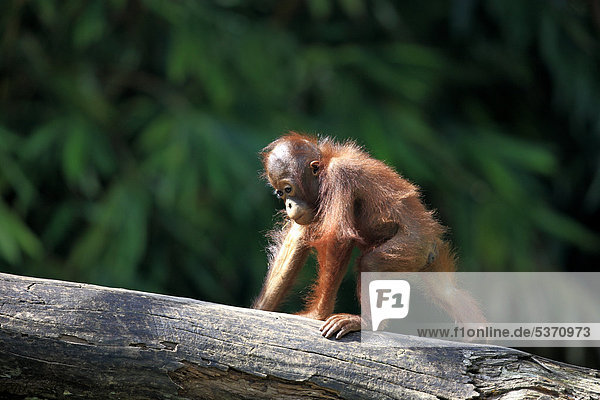 Orang Utan (Pongo pygmaeus)  Jungtier  Singapur  Asien