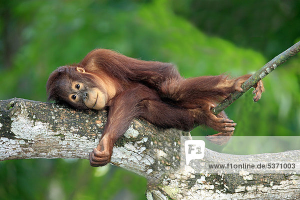 Borneo-Orang-Utan (Pongo pygmaeus)  halberwachsenes Jungtier  ruhend  relaxen  Singapur  Asien