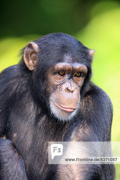 Schimpanse (Pan troglodytes troglodytes)  adult  Singapur  Asien